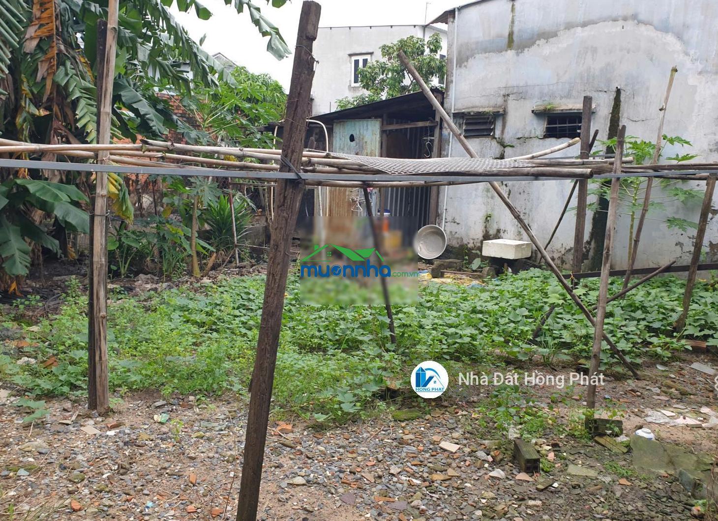 Bán gấp nhà vườn dt 16m x 30m, đường thông 8m, gần chợ đại hải hóc môn - 3