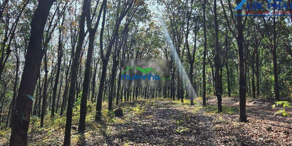 Cần bán gấp quỹ đất lớn tại bắc tân uyên hồ chí minh 58.000m2 giá chỉ 52 tỷ lh 0933 725 ***