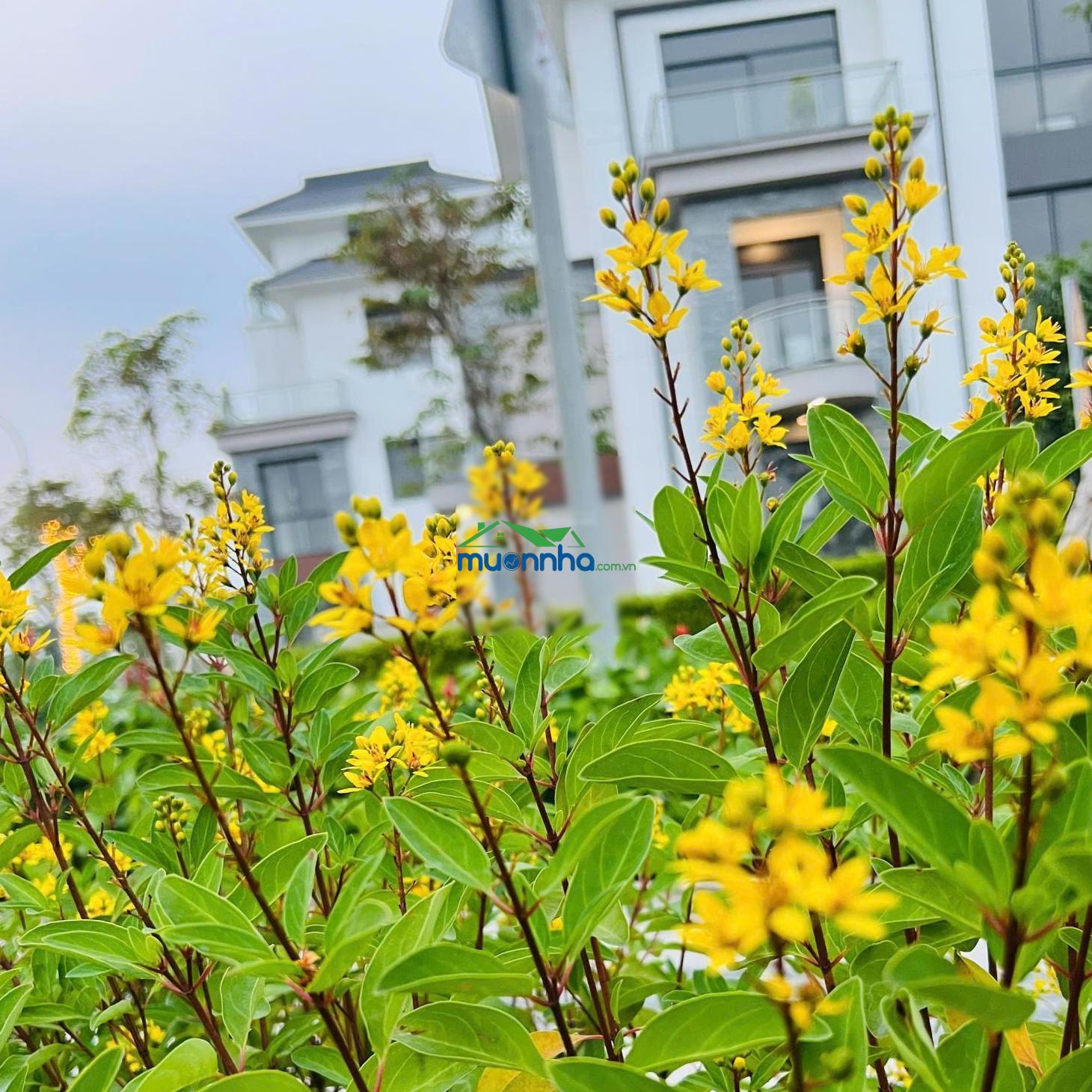 Biệt thự song lập 1 trệt 3 lầu, dtxd 246,4m đường 25m. tổng giá đã gồm vat 46,296 tỷ mua từ cđt