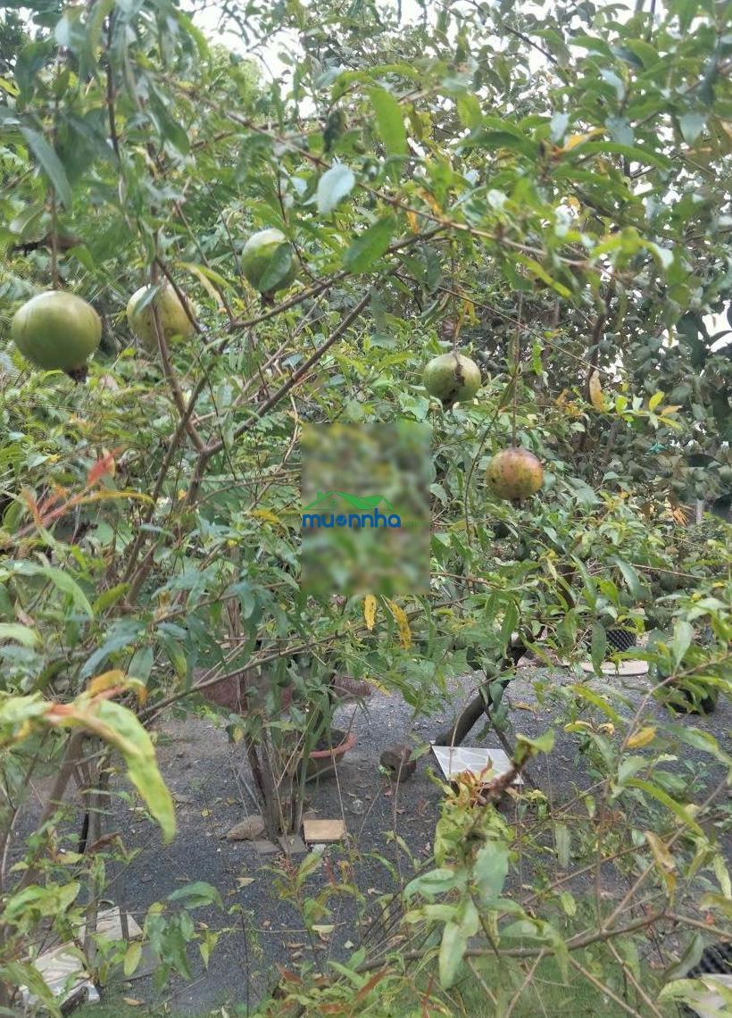 Bán nhà sân vườn xanh 505m2 hiếm phường thạnh xuân, quận 12. giá chỉ 11,8 tỷ