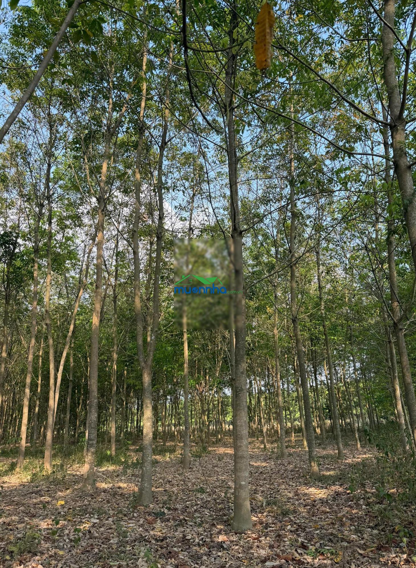 Đất chính chủ, không qua trung gian - giá thương lượng