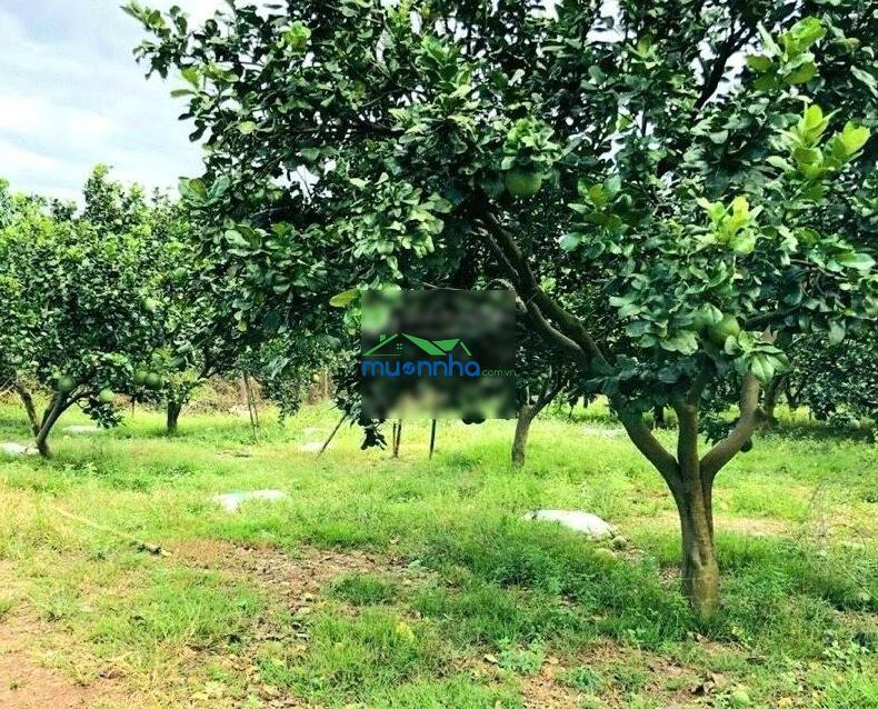 Bán gấp nhà vườn cây ăn trái 2541m2 có nhà cấp 4 giá 650tr