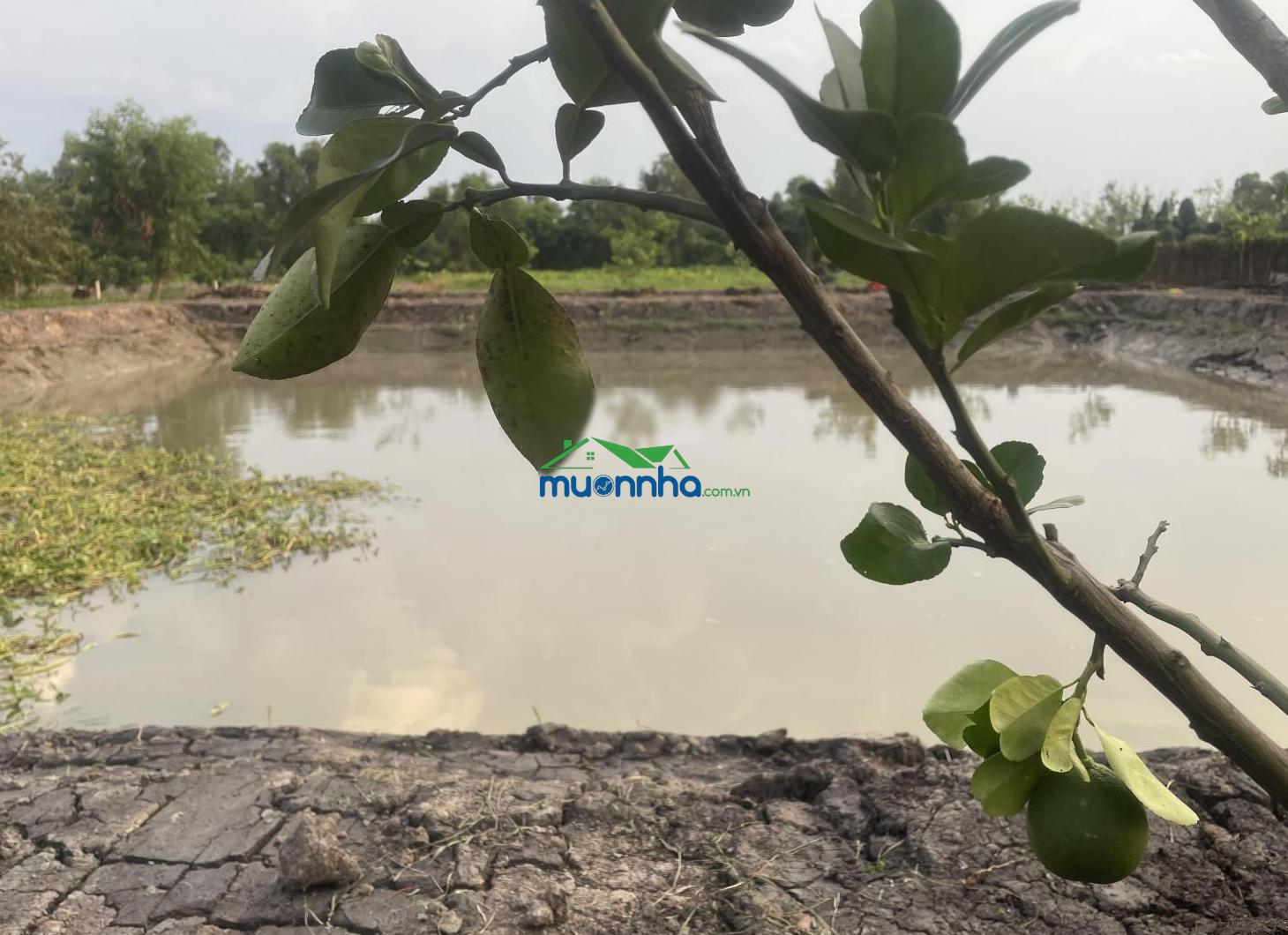 Chính chủ bán vườn 1871,2 m² có 300 m² thổ cư. xe hơi vô tận nơi. sát khu dân cư kim oanh cầu đò.