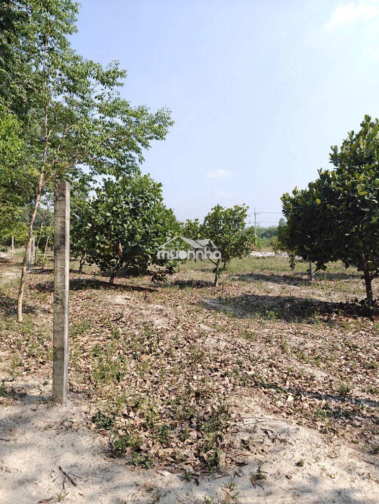 Cho thuê đất thổ cư chính chủ đã tách 5 sổ hồng giá 9,9 triệu/tháng