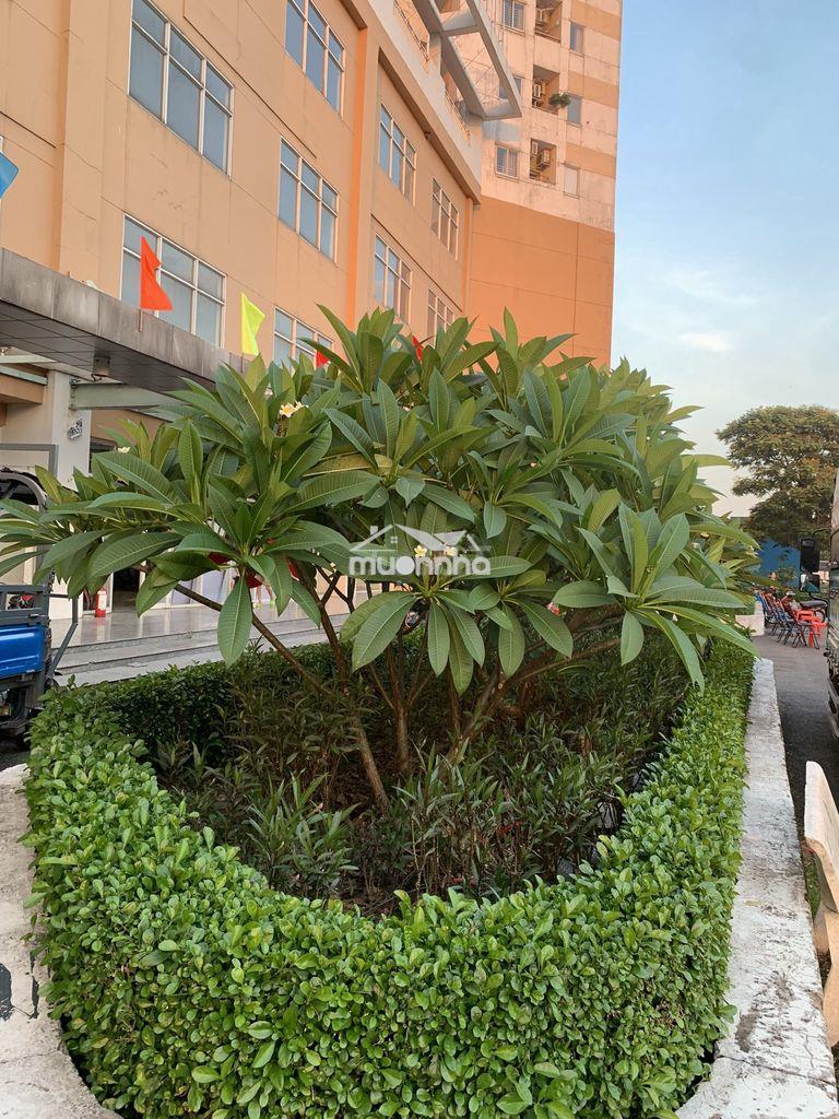 Căn hộ 75m2, 2pn giá 1.3 tỷ , căn hộ hoàng quân , tại hóc môn