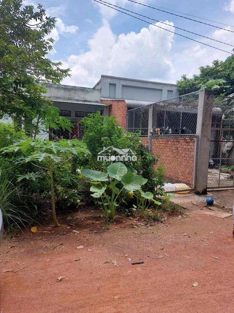 Bán nhà cấp 4 -diện tích 228 phước vĩnh phú giáo - 2