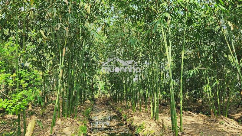 Bán đất ấp 9, xuân tây, 7,5 xào, 4xx/xào