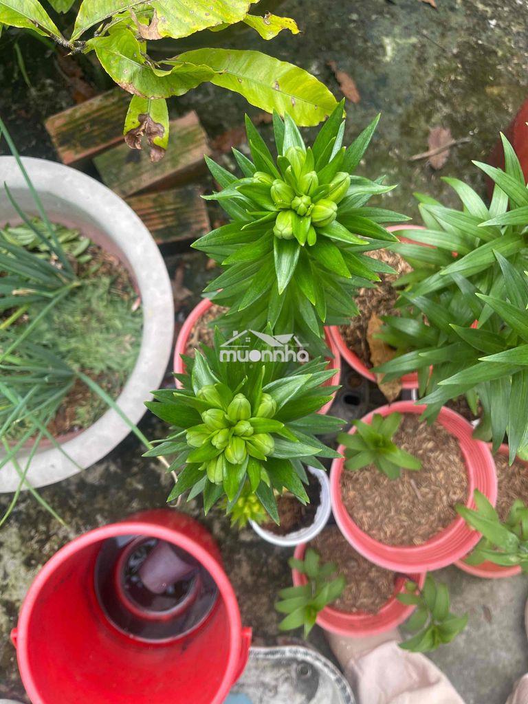 Nhà cần cho thuê  giá  sinh viên - 3