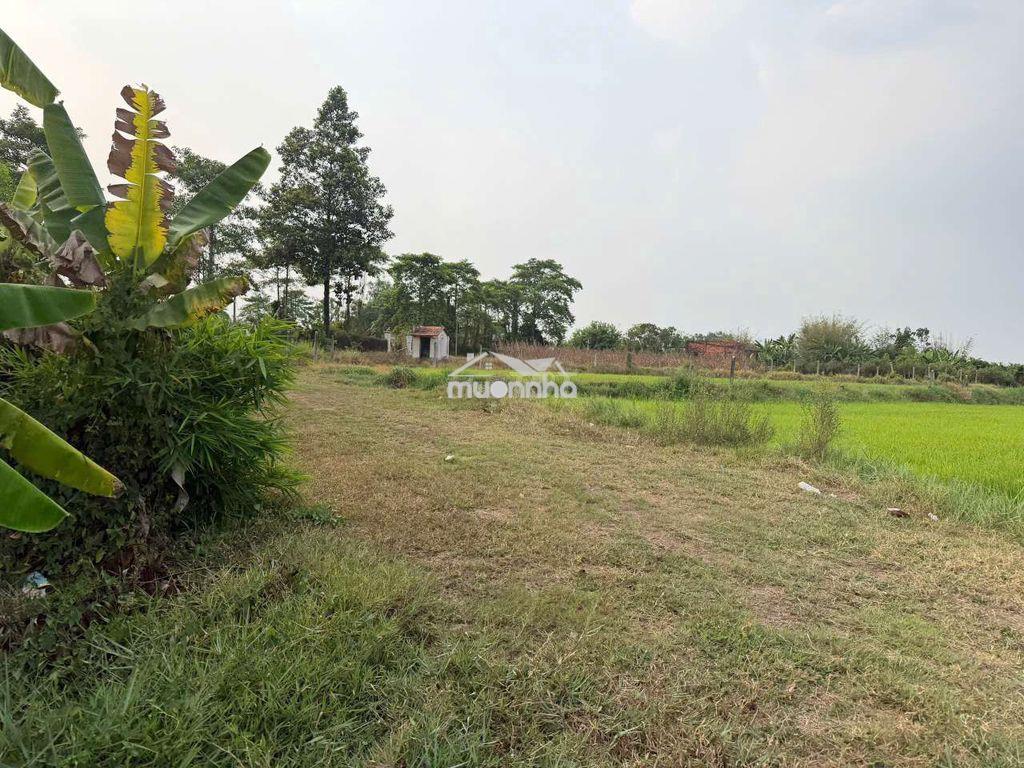 Bán đất tại phước thạnh - 2