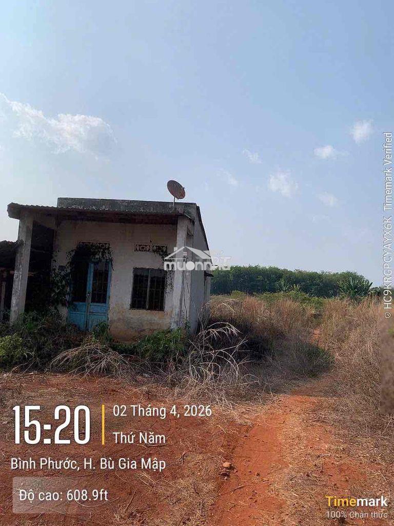 Tôi cần bán đất 1.2 ha bphuoc - 3