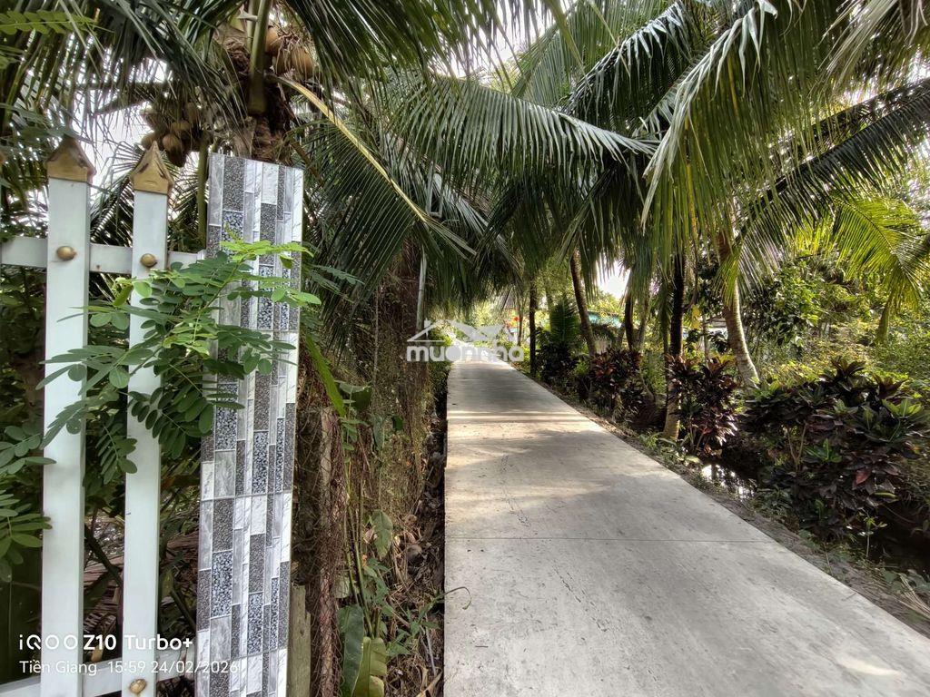 Bán đất châu thành, tiền giang, đường tỉnh 864, kim sơn, đồng tháp mới - 3