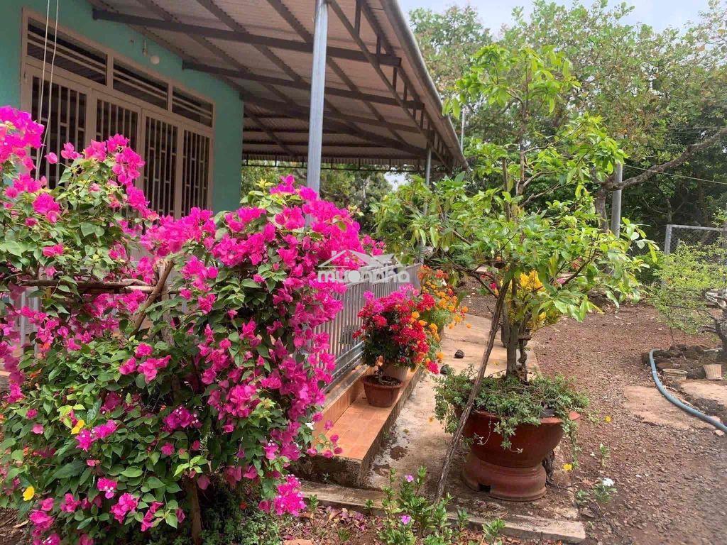 Bán gấp nhà vườn cây trái - 4