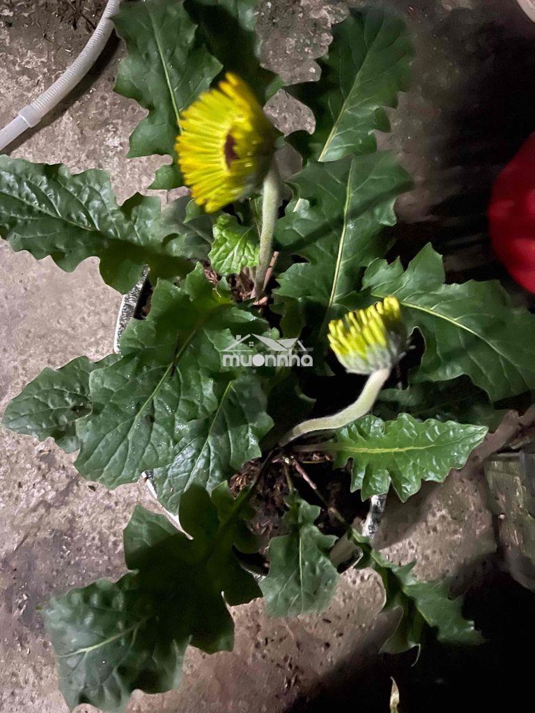 Nhà cần cho thuê  giá  sinh viên