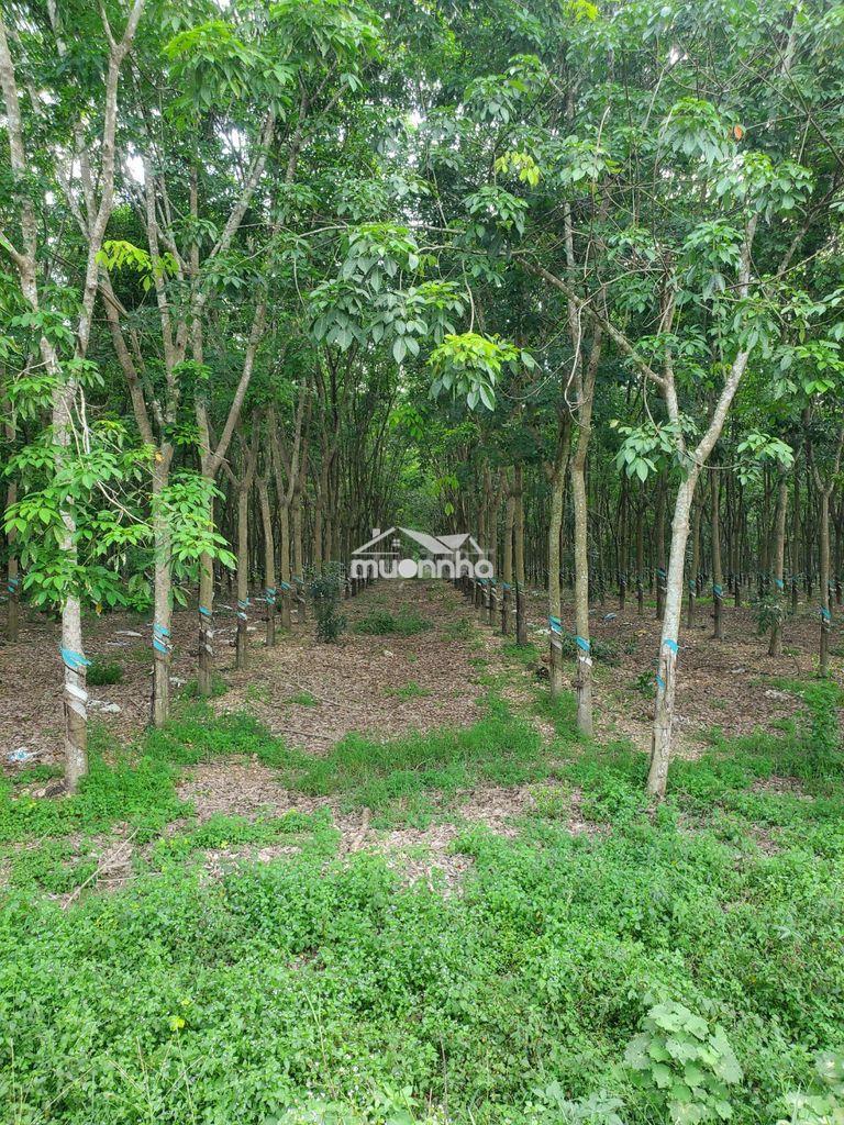 2,85ha đất tại xã xuân thành, huyện xuân lộc, đồng nai - 3