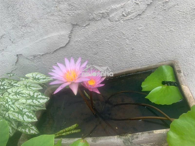 Nhà rộng thông thoáng