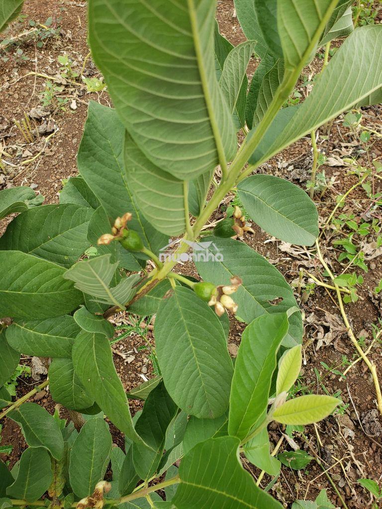 4 sào vườn trái cây giá rẻ bán gấp - 2