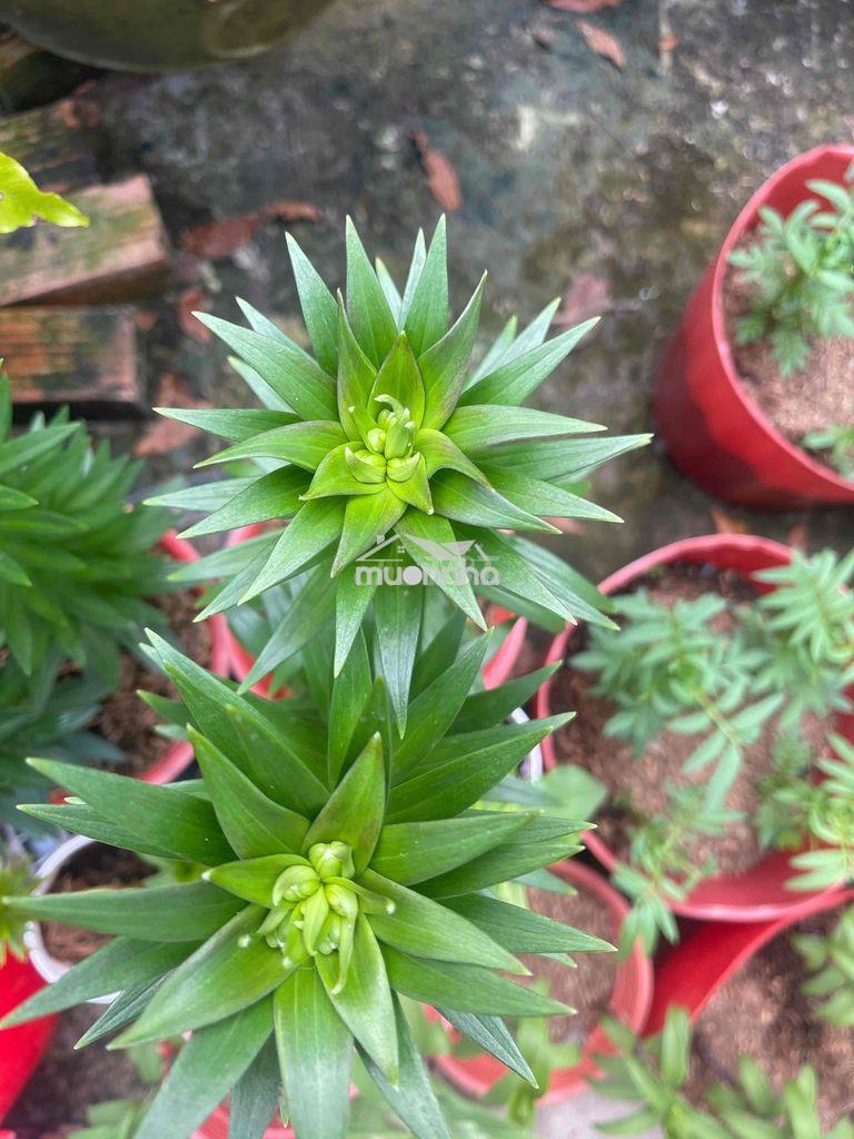 Nhà cần cho thuê  giá  sinh viên - 2