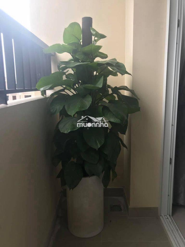 Cho thuê căn hộ 2pn cc cityland, đầy đủ nội thất - 4