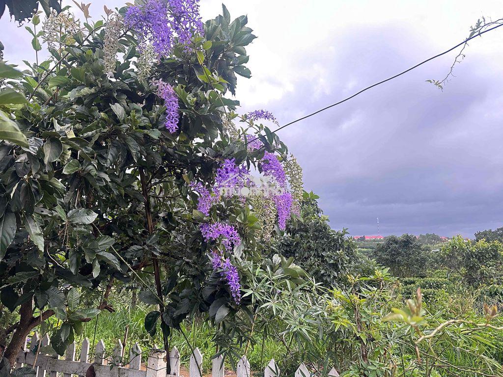 Cho thuê nhà và đất 2.000m2 - 4