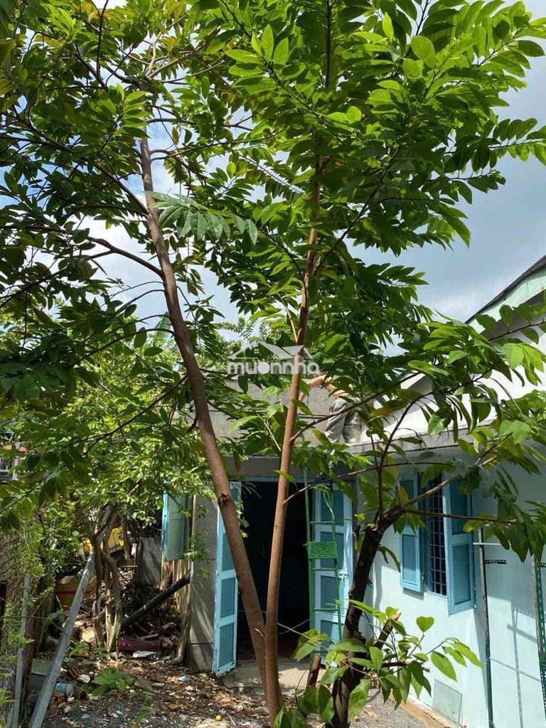 Nhà riêng biệt nguyên căn