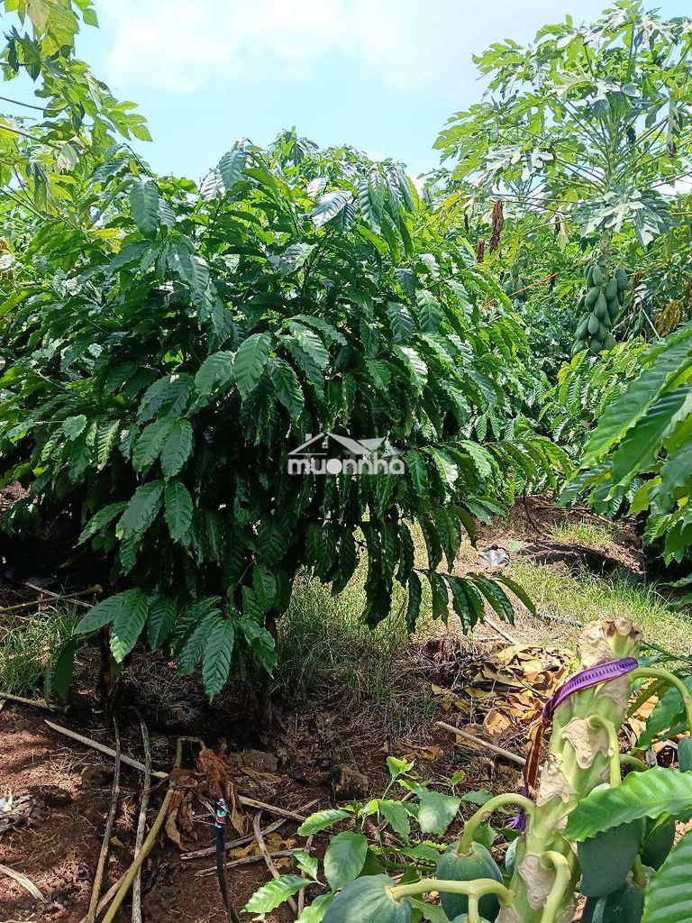 Đất vườn cà phê