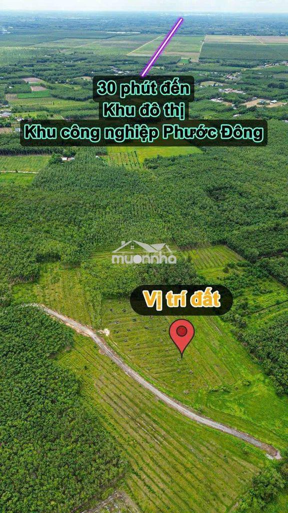 Cần bán đất hiệp thạnh gò dầu tây ninh - 4