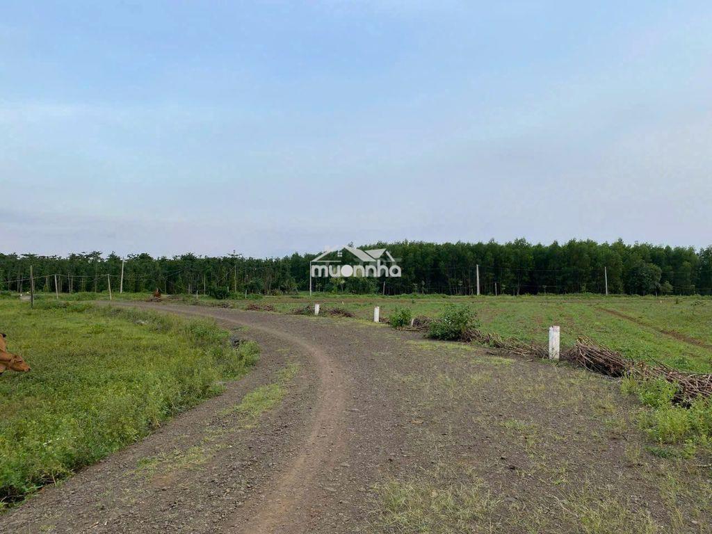 Ngộp, giá cực thấp, bán 8.800 m2 đất xã bình trung, châu đức, brvt - 3