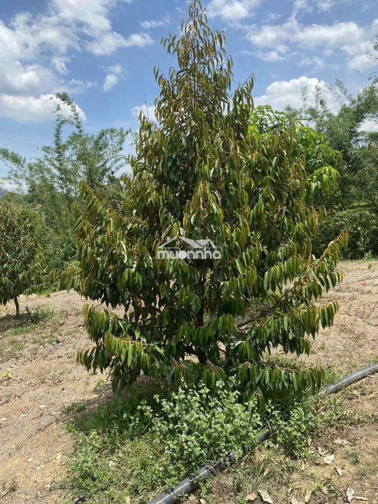 💥 Chính chủ cần bán miếng đất đẹp, có suối quanh đất. giá rẻ