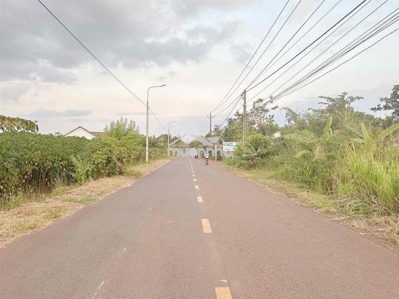 Mt xuân đông - xuân tây, cẩm mỹ, đồng nai