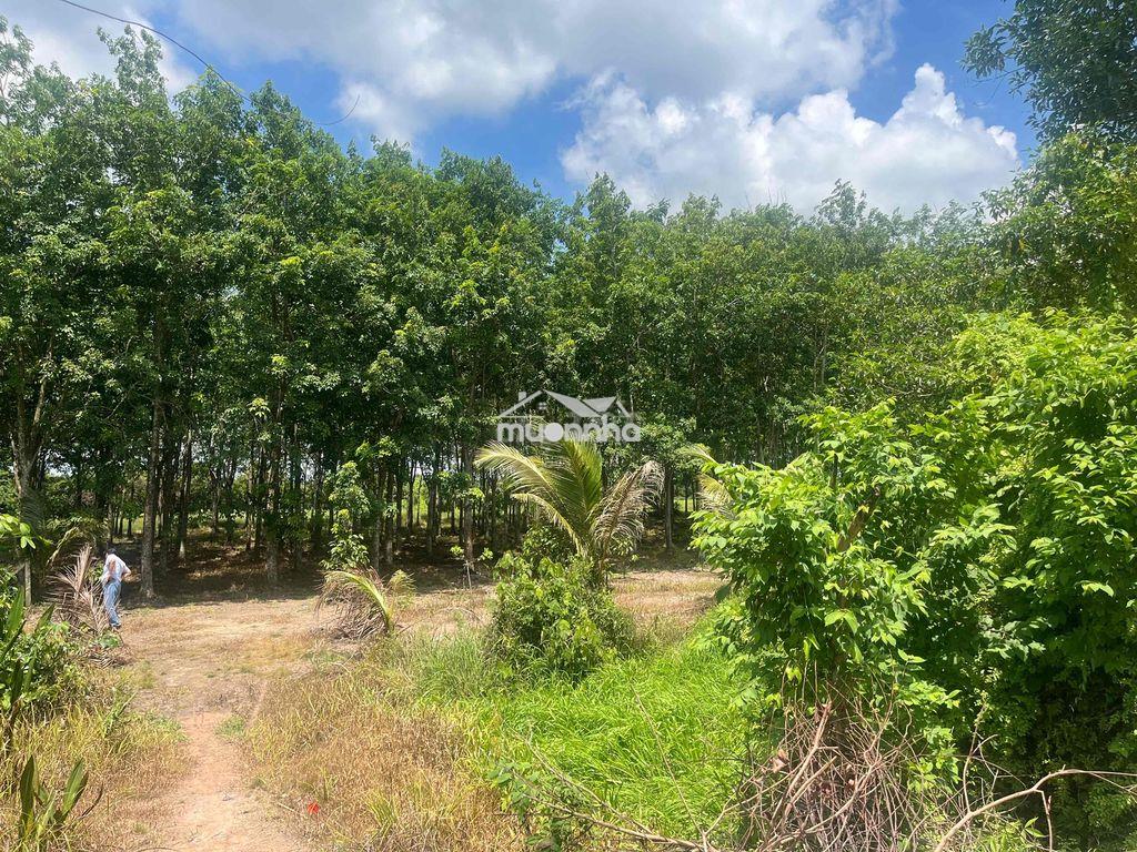 2.500m2 đất mt sông sg chỉ 1,7tr/m - 2