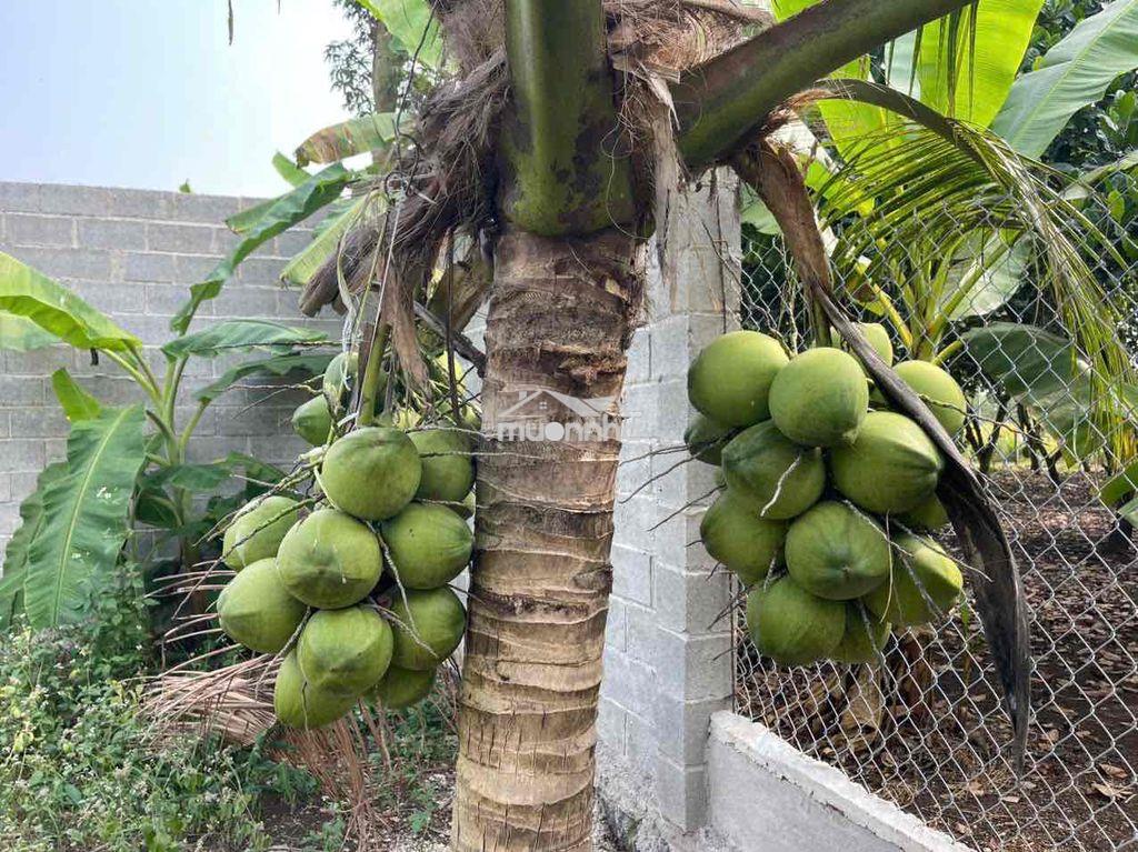 Bán 500m2 có thổ cư giá ngộp long khánh - 2