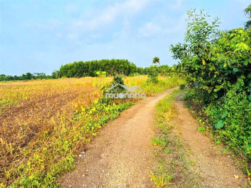 🌿 Đất full hồng – 1020mv - phước long thọ (brvt) 🌿