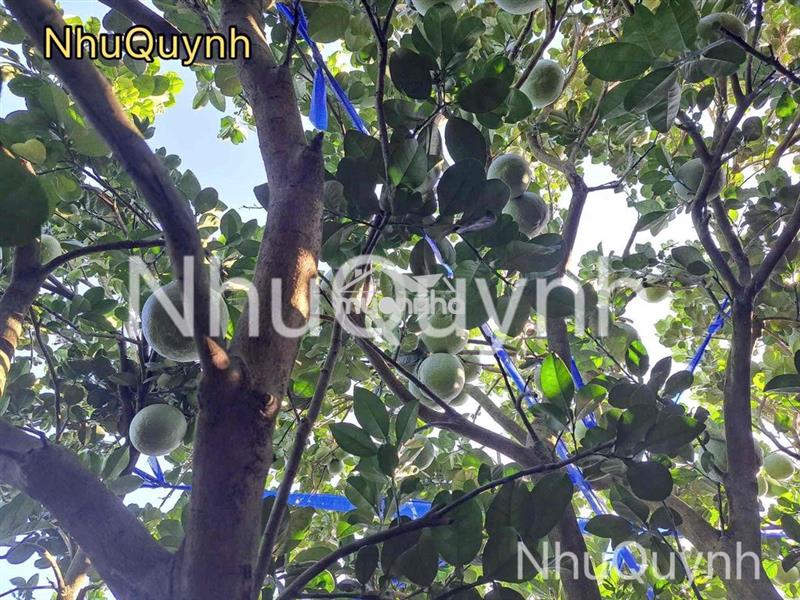 Bán gấp vườn bưởi 5000mv mặt tiền đường 32m