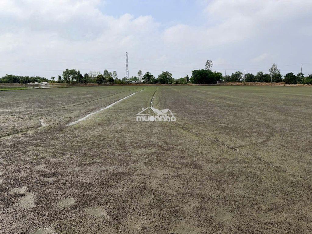 Bán đất nông nghiệp 18.177 m2 (1,8 ha) tại phường mỹ thới, an giang - 4