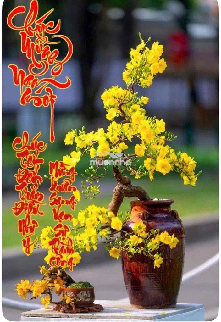 ***Khai xuân đầu năm*** *nam hoà xuân đầm sen* *b2 127 đb viêm cv.6ty3