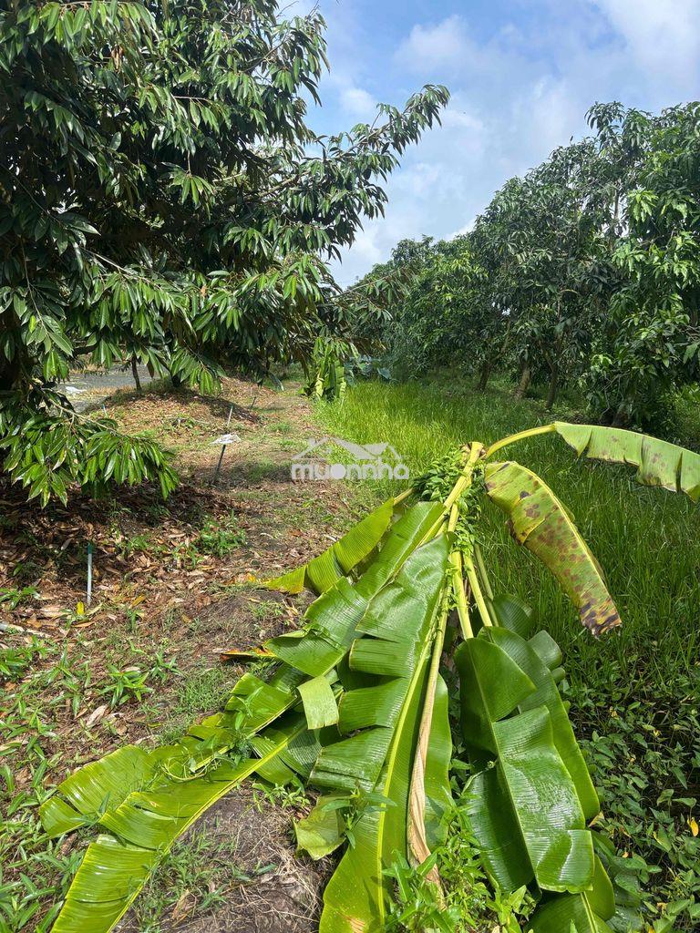 Đất vuon sầu riêng - 3