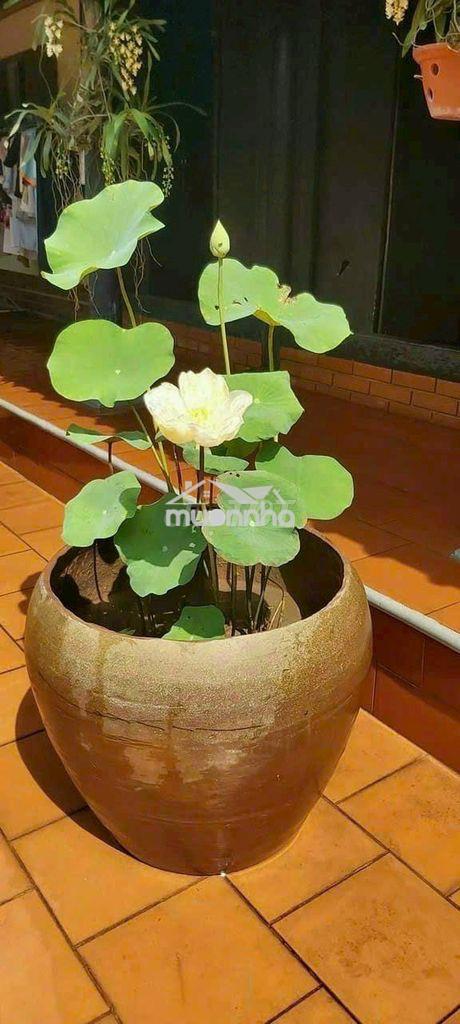 Cho thuê nhà đường lê trọng tấn : 4 x 15 m đúc 1 trệt , 1 lầu  2 pn