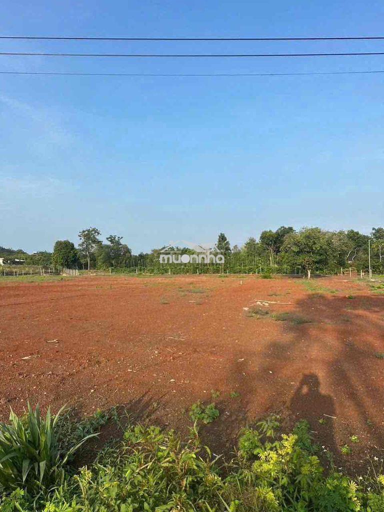 Kèo thơm-1 sào bê tông ấp 4 xt - giá rẻ