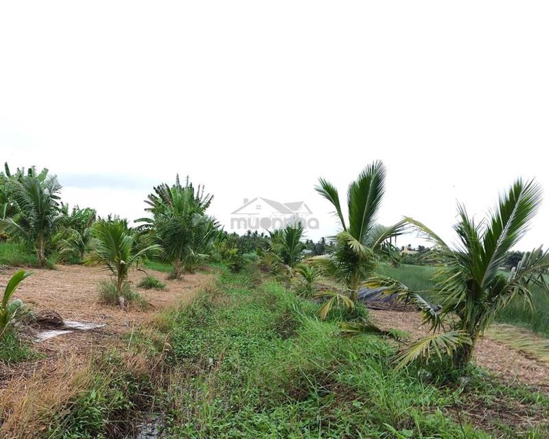 Bán đất vườn dừa