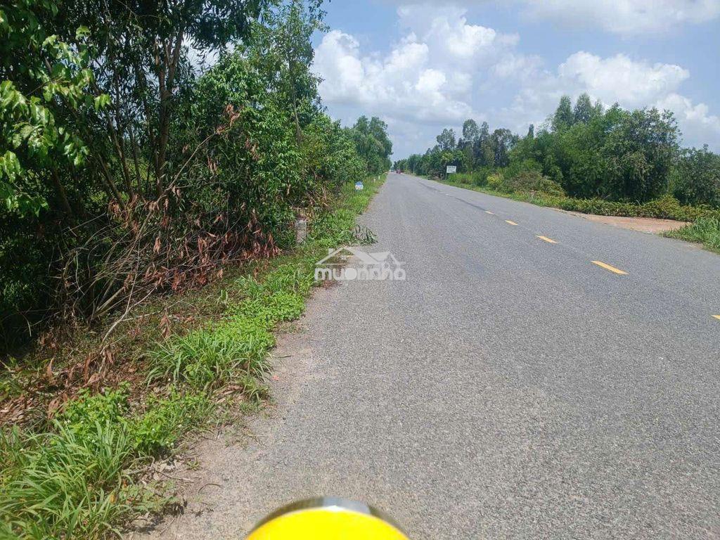Đất lúa đường xe hơi dt823 - 2
