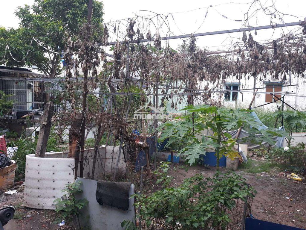 2 mt : 12 x 16 ( có 135 thổ cư) 👉 ô tô 7 chổ tới đất - 3