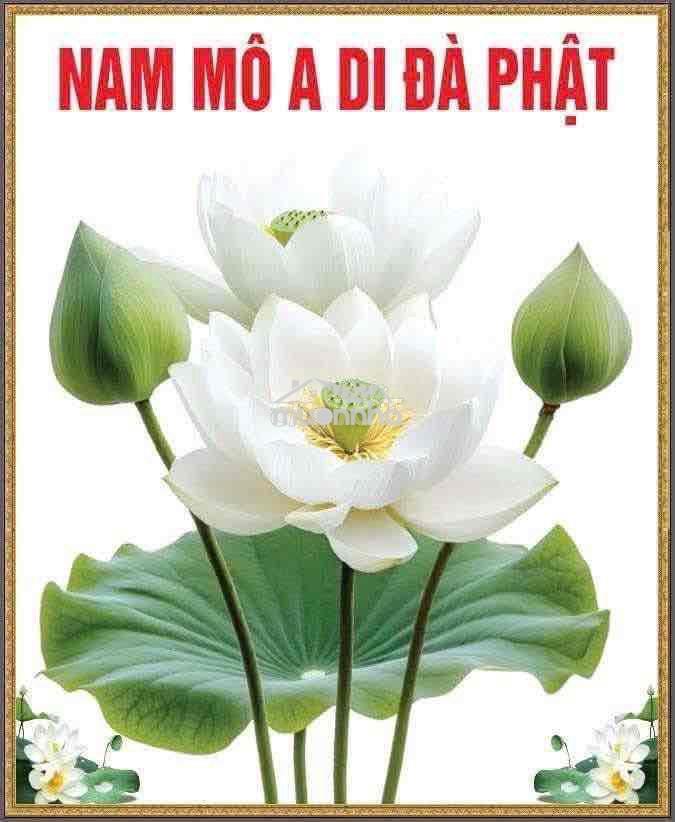 Cho thuê tầng 1 biệt thự hin lam (20x20) giá 50 tr - 2