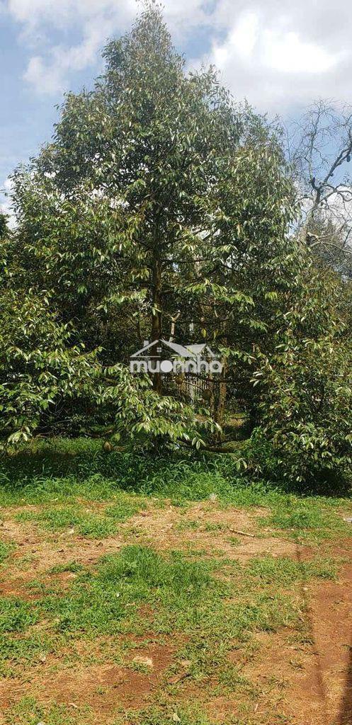 Bán đất vườn biệt thự - 3