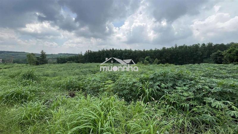 Chính chủ bán 6,100m2 đất làm kho bãi,sân bay long thành, 2,5 tỷ 1 sào