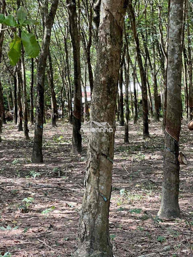 Bán hơn 1,2ha cao su bến cát – 300m² thổ cư – giá 12.5 tỷ - 2