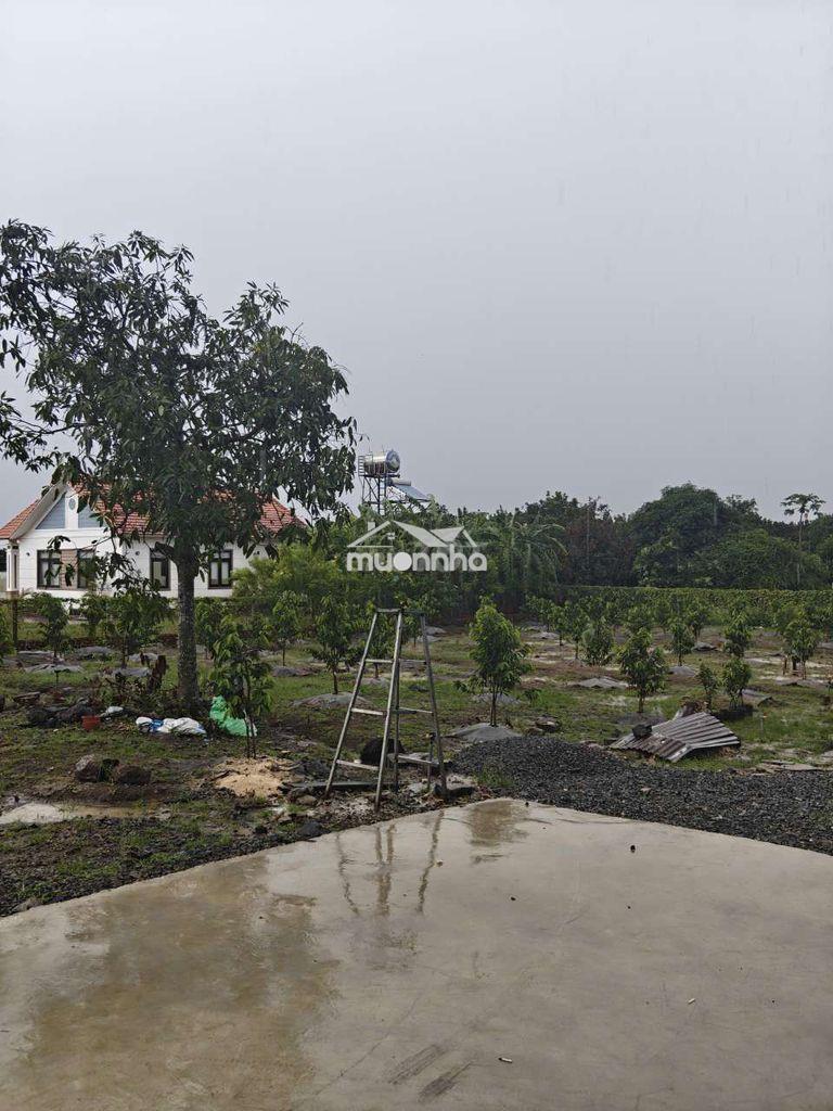 Đất vườn có 300m2 thổ cư cây ăn trái - 3