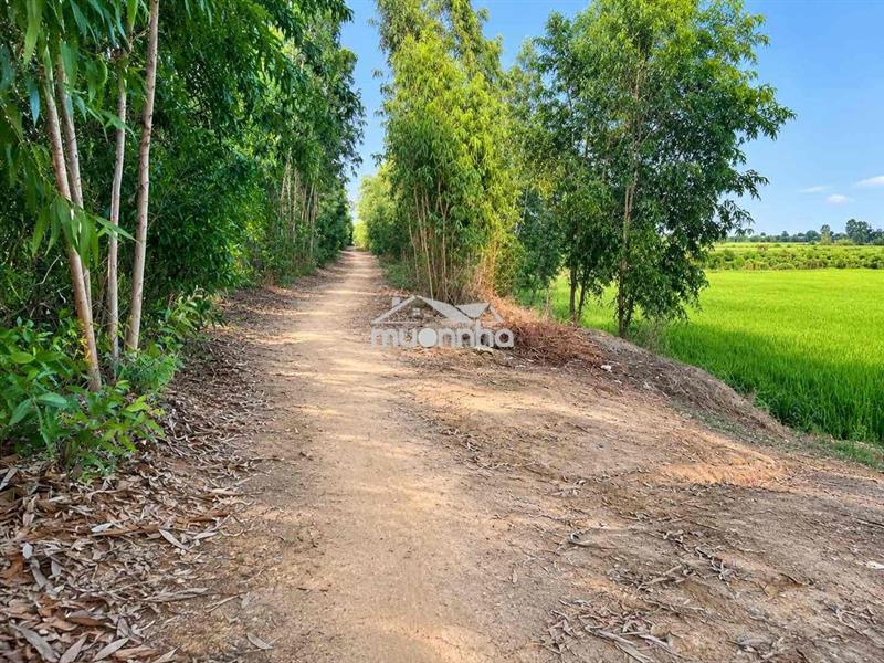 Bán đất mẫu xã đức huệ gần đường vành đai