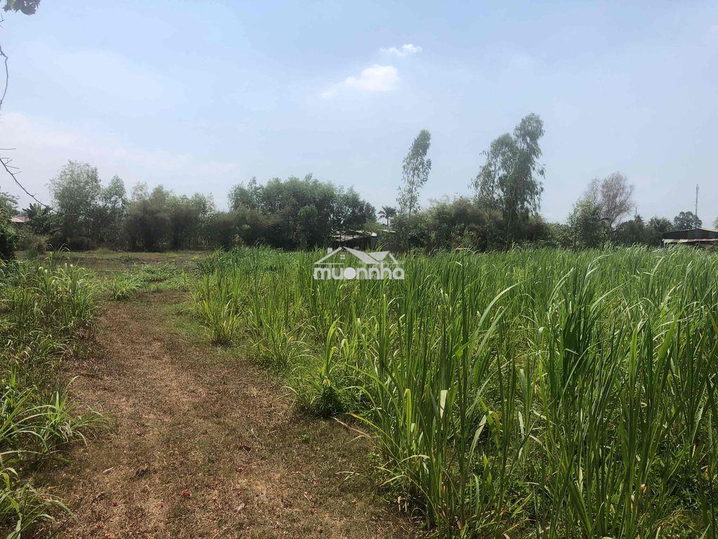 Bán đất vườn mặt tiền đường nhựa  12m (nguyễn thị quá) - 3