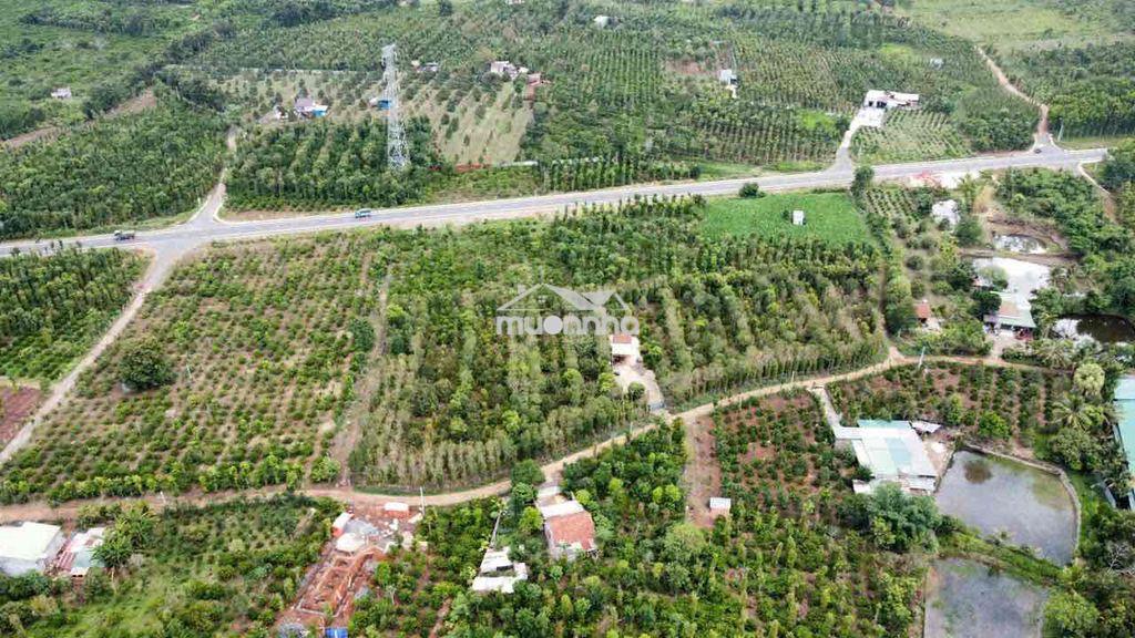 Đất rẫy chính chủ cần thanh lí gấp - 3