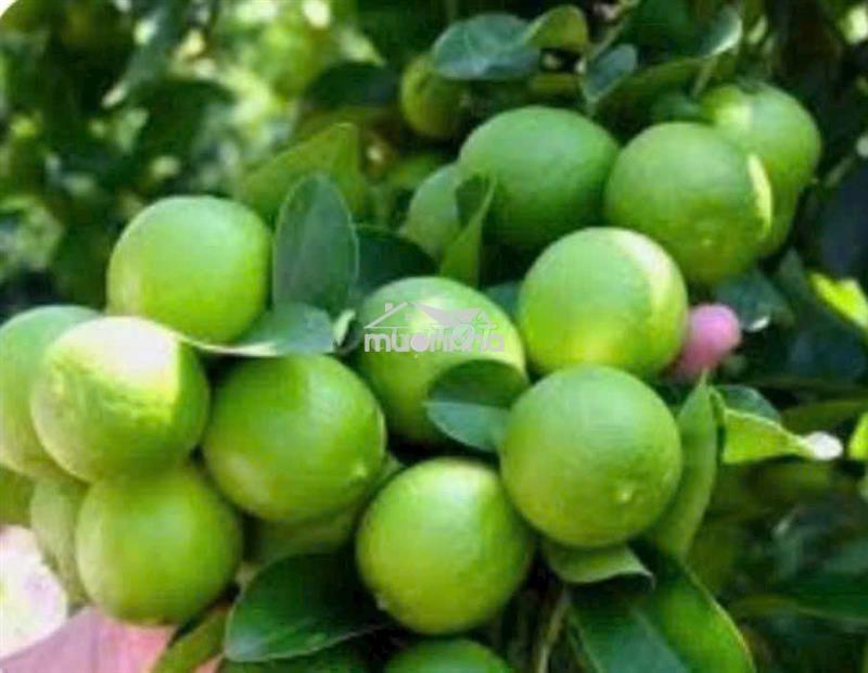 Bán đất đường tl 816 chỉ 370 triệu 1 sổ 500mv vườn. bến lức - tây ninh